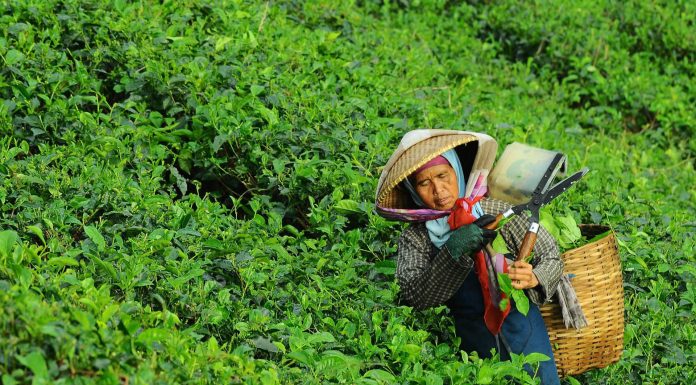 Experiment and explore the newest coffee breeds